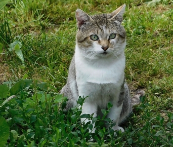 Кот ученый / &quot;Думаешь, ты меня спас, ага щазз
.....
Думаешь, я тебя спас? Точно не в бровь, а в глаз&quot;
 Феликс Кактус