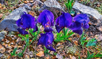  / Capçanes - Iris germànica - Priorat