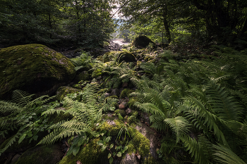 Fern In Chakvi Valley / Туманное утро в Мтирале