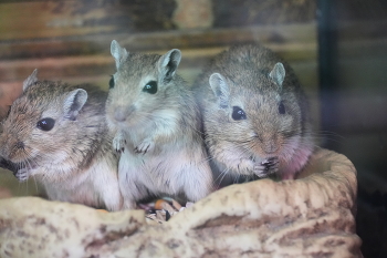 Песчанки / ***