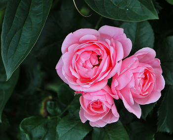 Июльское трио / Сплошной гламур