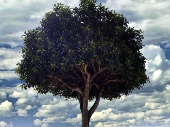&nbsp; / Cambrils - Ficus a la platja de la Llosa - Baix Camp