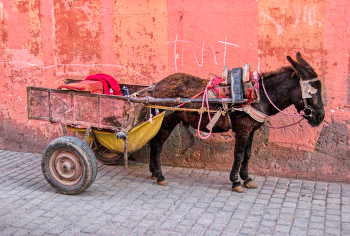  / Marrakech - carro i ase - Marroc