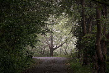 Morning Road / Утренний туман на узкой дороге
