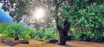 &nbsp; / Almoster - Alzina al Picarany - Baix Camp