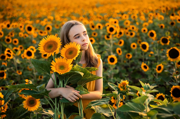  / Children's photo session in a field of sunflowers