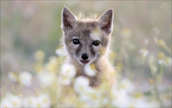 Милашка в ромашках / Молодой корсачонок ( корсак, степная лисица,Vulpes corsac )
Окрестности Маныча, май 2025г.
© https://PHOTOTRAVEL.PRO