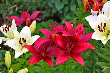 Июль - время лилий / ***