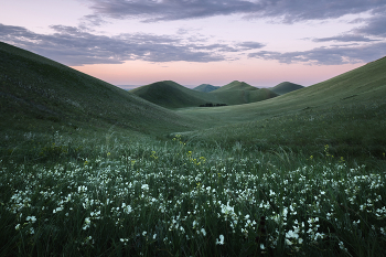 &quot;Цветет чина&quot; / Чина зацветает на степных склонах уже ближе к концу мая. Обычно она появляется в тех местах, где перед ней цвели другие растения семейства бобовых