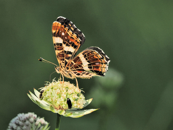  / Ein Landkärtchen (Araschnia levana) Auf der großen Sterndolde