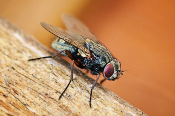 Musca domestica / ***