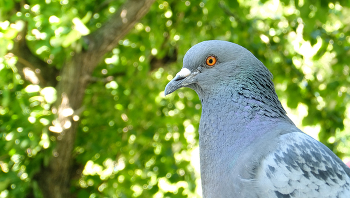 Портрет . 20.07.2025. / Не люблю этих птиц, но они подпускают близко, так почему бы и нет...