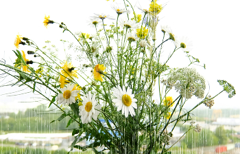 Лето 2025 . / 23.07.2025 .