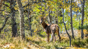  / Rehbock im Unterholz