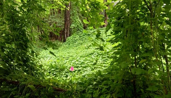 в поиске аленького цветочка / ***