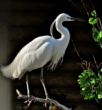 Белая цапля / Большая белая цапля (лат. Ardea alba)