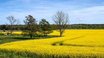  / blühendes Rapsfeld mit eine Ecke