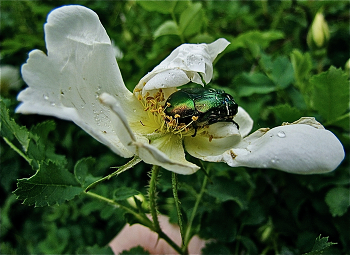 ПИР БРОНЗОВКИ / ЗОЛОТИСТАЯ БРОНЗОВКА (лат. Cetonia aurata) — жук. С неуемным аппетитом поглощает он ароматные цветки ROSA ALBA: выпив нектар, закусывает тычинками, заодно поедая и пестики.