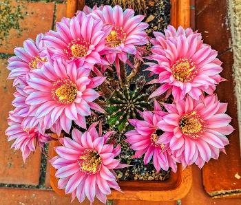 &nbsp; / Reus - flors de cactus - Baix Camp