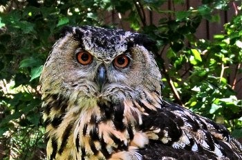 Bubo bubo / Филин обыкновенный (Европейский филин-пугач) .
Большую часть жизни филины проводят в одиночестве. 
Активен в сумеречное и ночное время. 
Охотится на зайцев, грызунов, ежей, ворон, водоплавающих и куриных...
ru.ruwiki.ru
В природе филины редко доживают до 20 лет, в условиях неволи — до 60 и даже 70 лет. 
moscowzoo.ru