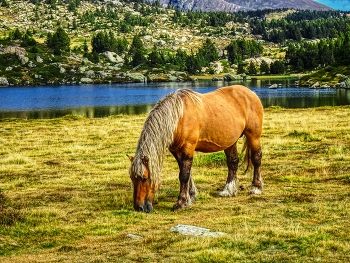 &nbsp; / Lac des Bouillouses ( nou llacs) - cavall - Alta Cerdanya - França