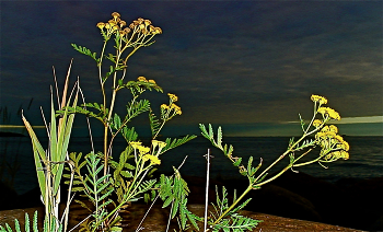 Бессмертная трава / ПИЖМА (дикая рябинка) Tanacetum vulgare L. Семейство сложноцветные — Asteraceae

 Название образовано от греческих слов «а» (не, без) и «таниос» (смерть), поскольку цветки после среза и сушки не увядают и сохраняют свою первоначальную окраску. Отсюда и другое названия — бессмертная трава.
helsinkival-kazerskivalentin kazerskiказерский валентинморенебоосеньпижмаприродасентябрьтравыфинский заливфотохельсинки