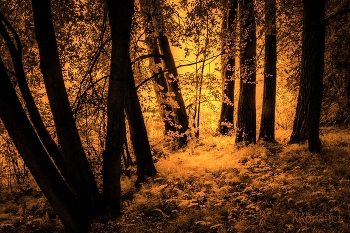 С деревьями / Где - то