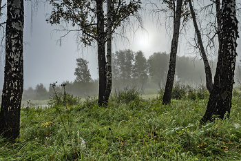 Шаги по росе / ***