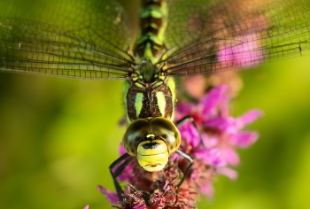 Стрекоза. / Грустит об ушедшем лете.
