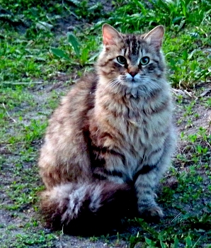 Просто кот / кот