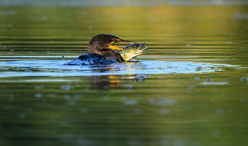 Double Crested Cormorant with pike / Double Crested Cormorant with pike