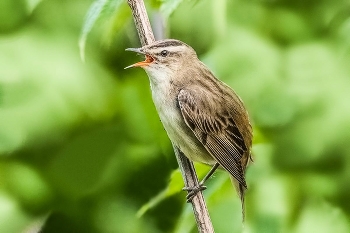 Камышовка барсучок. / ***