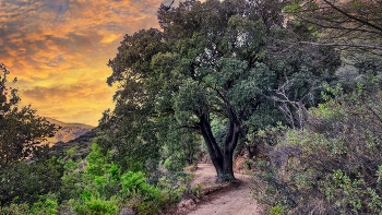  / Alforja - alzina camí de Puigcerver - Baix Camp