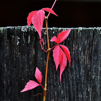 &quot;Вновь невидимою кистью осень выкрасила листья ...&quot; / ***