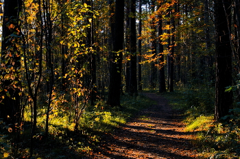*Тёплым вечером.** / *Томская область.**