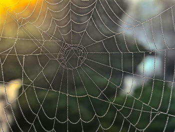 На заре. Утренняя ловля жемчуга. / Утро 10 сентября 2025 года. Подмосковье. Тихая охота.