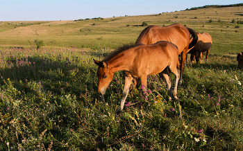 Жеребёнок / Крым