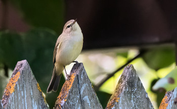 Пеночка. / ***