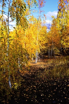 среди берез / ***