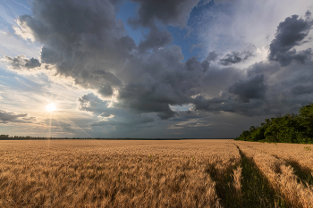Вечер в июле / ***