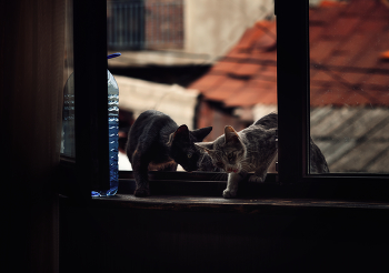 Коты, которые живут на крыше) / В Тбилиси много котов, которые живут на крышах. Утром, раздвигаю шторы, а там обязательно кто-то уже сидит и терпеливо ждёт, когда же я проснусь, чтобы пожелать "доброго утра". Вечером возвращаюсь, та же картина, желают уже "спокночи". Понятное дело, что я с ними делюсь и завтраком и ужином)