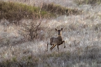 Изящный / ***