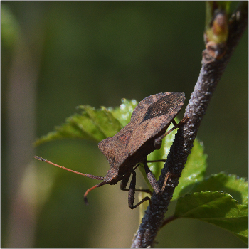 Прогулка в весеннем лесу. / Краевик окаймленный - Coreus marginatus.