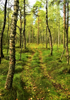Молодой сентябрь ... / ***