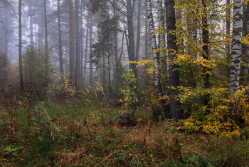 Признаки осени туманным утром на опушке леса. / Интимный пейзаж