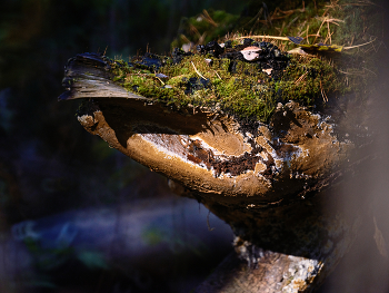 Numen silvestre / ***