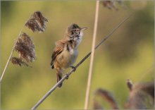 дроздовидная камышовка / дроздовидная камышовка - Acrocephalus arundinaceus Great Reed Warbler. Очень занятно поет :) Хочу 400 mm 5.6, а снимаю тем, что есть :(