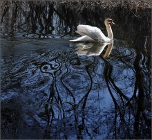 Колдовское озеро / Вода притягивает , дарит образы. Я увидел две плоскости,которые соединяет птица.
