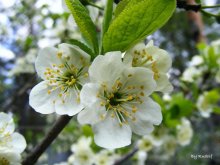 Blossom... / Весеннее цветение...
