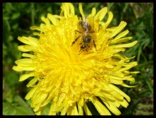 yellow / ...........